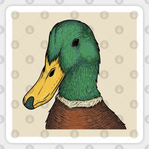 Mallard duck illustration Sticker by Mako Design 